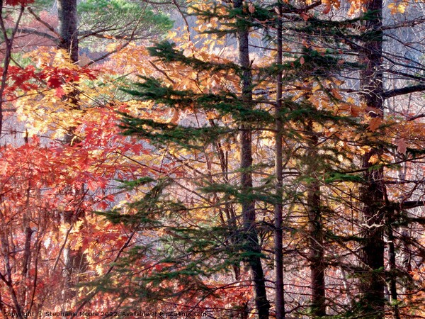 Forest trees Picture Board by Stephanie Moore