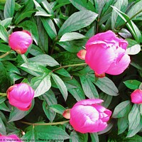Buy canvas prints of Peony buds by Stephanie Moore