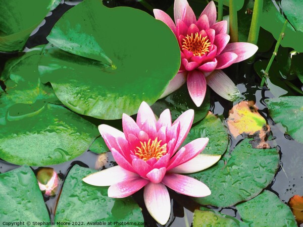 Water lilies Picture Board by Stephanie Moore