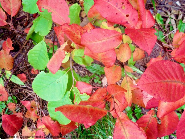 Colourful fall leaves Picture Board by Stephanie Moore