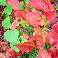 Buy canvas prints of Colourful fall leaves by Stephanie Moore