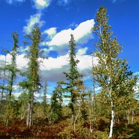 Buy canvas prints of Birch Trees by Stephanie Moore