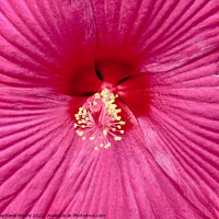 Buy canvas prints of Pink flower by Stephanie Moore