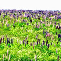 Buy canvas prints of Hillside of lupins by Stephanie Moore