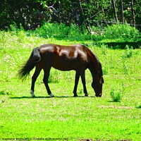 Buy canvas prints of Grazing Horse by Stephanie Moore