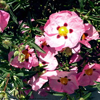 Buy canvas prints of Rock Roses by Stephanie Moore
