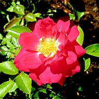 Buy canvas prints of Sunlit red rose by Stephanie Moore