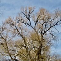 Buy canvas prints of Willow Trees by Stephanie Moore