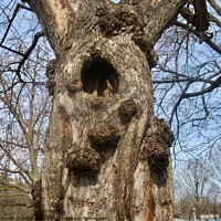 Buy canvas prints of Hollow Tree by Stephanie Moore