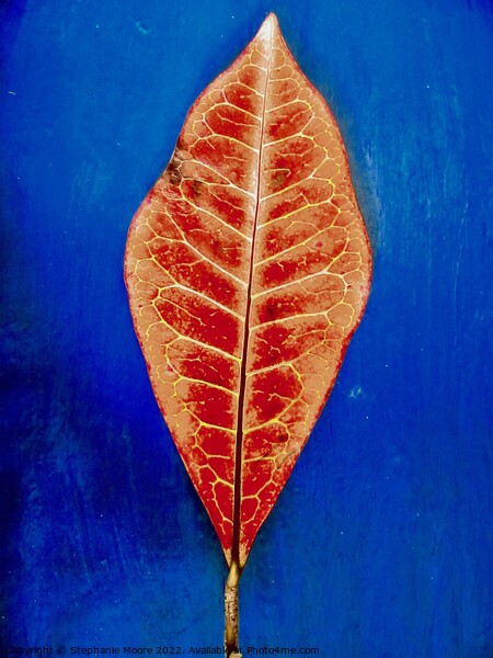Red Leaf Picture Board by Stephanie Moore