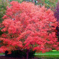 Buy canvas prints of Red Maple Tree by Stephanie Moore