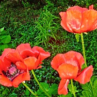 Buy canvas prints of Red Poppies by Stephanie Moore