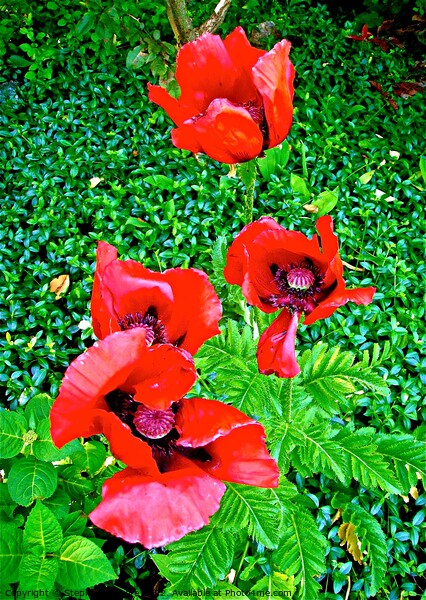 Four Red Poppies Picture Board by Stephanie Moore