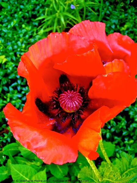 Red Poppy Picture Board by Stephanie Moore