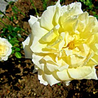 Buy canvas prints of Yellow roses by Stephanie Moore