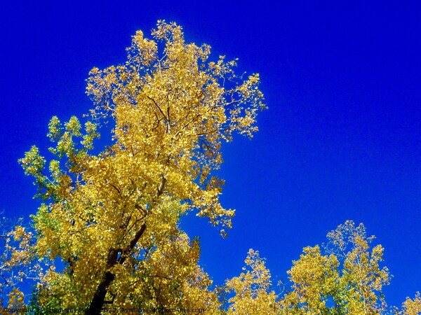 Yellow leaves, blue sky Picture Board by Stephanie Moore