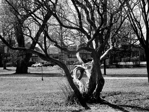 Crooked tree in black and white Picture Board by Stephanie Moore