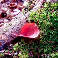 Buy canvas prints of Red leaf on green moss by Stephanie Moore