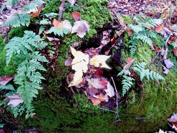 Leaves, ferns and moss Picture Board by Stephanie Moore