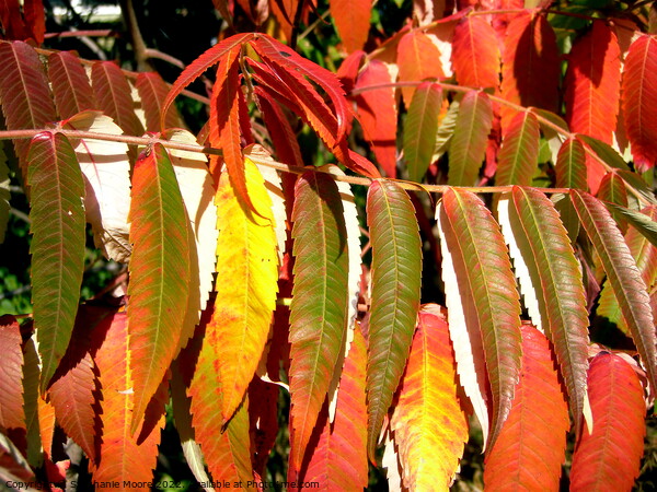 Sumac Leaves Picture Board by Stephanie Moore