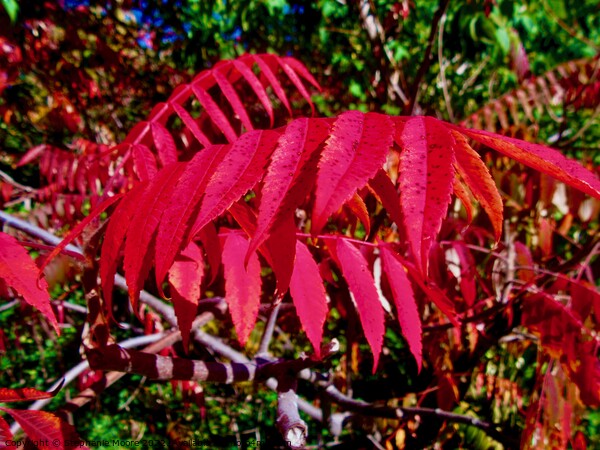 Red Sumac leaves Picture Board by Stephanie Moore