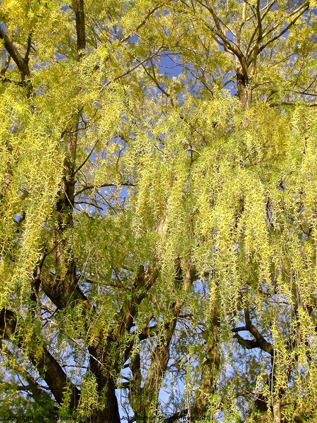 Beautiful willow tree Picture Board by Stephanie Moore