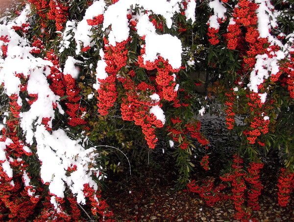 Red Berries in the snow Picture Board by Stephanie Moore