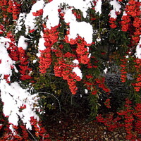 Buy canvas prints of Red Berries in the snow by Stephanie Moore