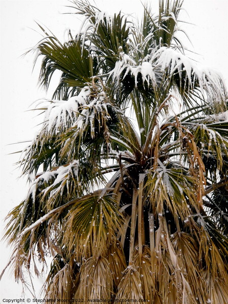 Palm tree covered in snow Picture Board by Stephanie Moore