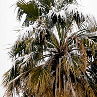 Buy canvas prints of Palm tree covered in snow by Stephanie Moore