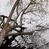 Buy canvas prints of Fallen tree reflections by Stephanie Moore