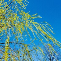 Buy canvas prints of Willow branches by Stephanie Moore