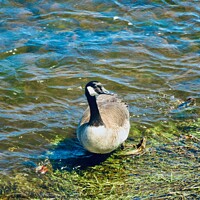 Buy canvas prints of Canada goose  by Stephanie Moore