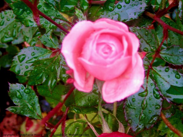 Pink Rose in the rain Picture Board by Stephanie Moore