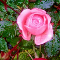 Buy canvas prints of Pink Rose in the rain by Stephanie Moore