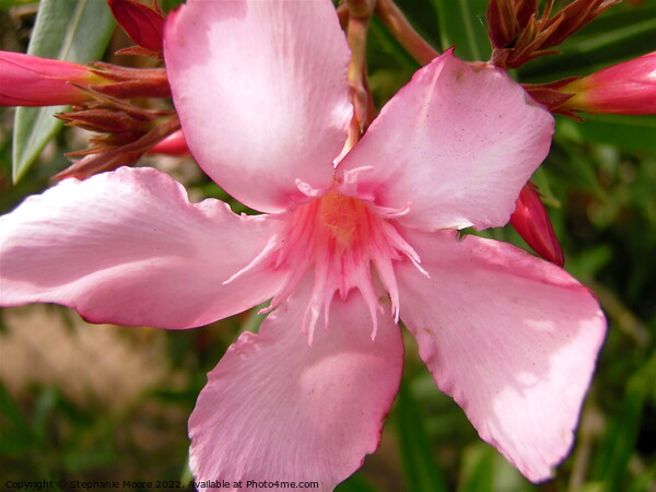 Pink oleander Picture Board by Stephanie Moore