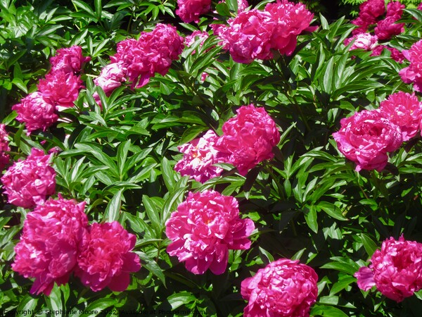 pink Peonies Picture Board by Stephanie Moore