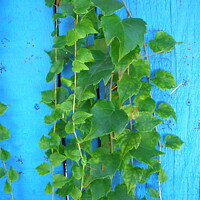Buy canvas prints of Green vines by Stephanie Moore