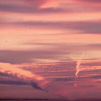 Buy canvas prints of Sunrise with birds by Stephanie Moore
