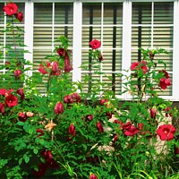 Buy canvas prints of Window with roses by Stephanie Moore