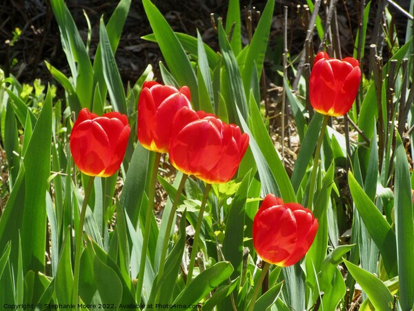 Red Tulips Picture Board by Stephanie Moore