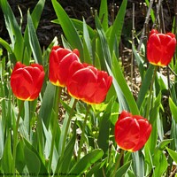 Buy canvas prints of Red Tulips by Stephanie Moore