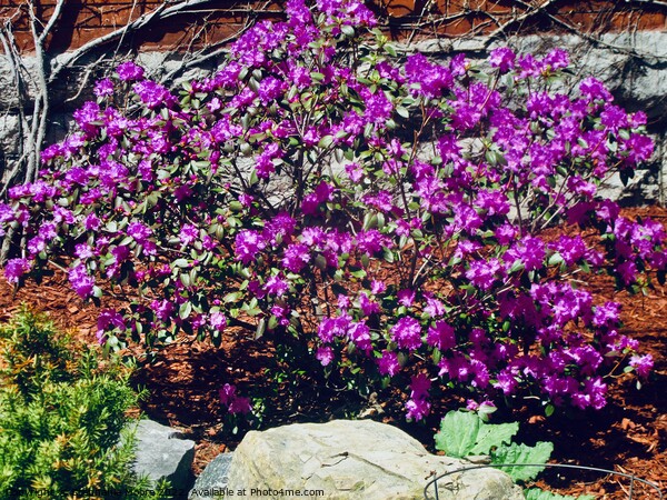 purple flowers Picture Board by Stephanie Moore