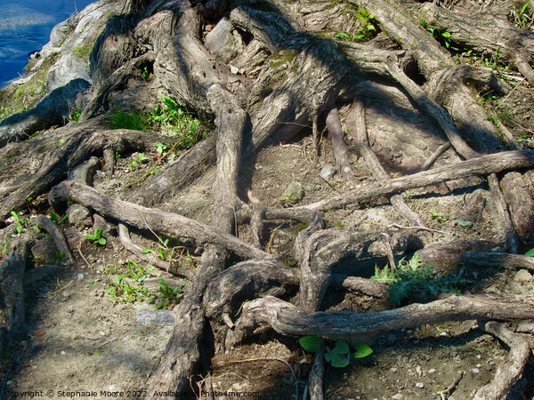 Tangled Tree Roots Picture Board by Stephanie Moore