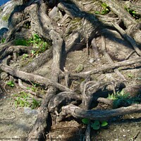 Buy canvas prints of Tangled Tree Roots by Stephanie Moore