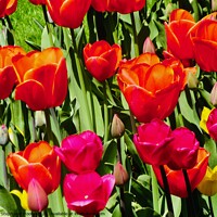 Buy canvas prints of Tulips in our garden by Stephanie Moore