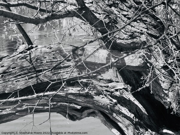 Broken tree branch in black and white Picture Board by Stephanie Moore
