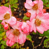Buy canvas prints of Wet wild roses by Stephanie Moore