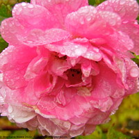 Buy canvas prints of Wet pink rose by Stephanie Moore