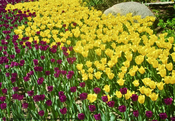 yellow and purple tulips Picture Board by Stephanie Moore